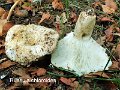 Russula chloroides-amf1625